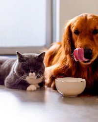 Alimento para Mascotas